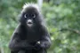 Module 25: A Lesson from a Monkey