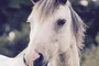 Module 31: A Horse Analogy and Trust
